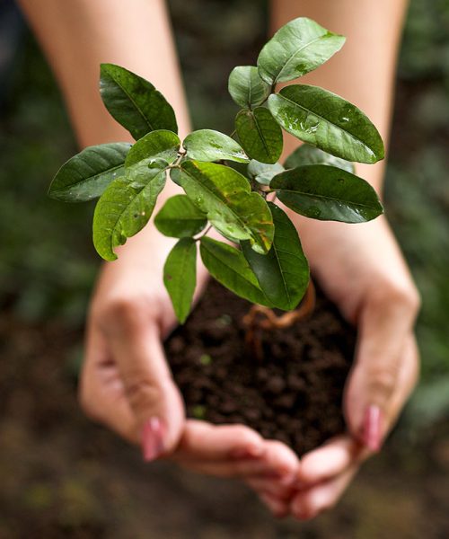 top-view-of-hands-holding-young-plant-2023-03-01-01-26-51-utc-1.jpg